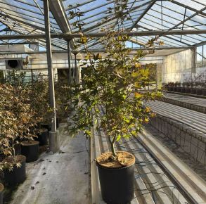 Japán juhar   ACER PALMATUM BLOODGOOD K18