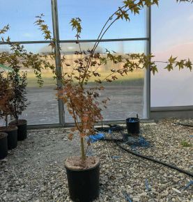 Japán juhar   ACER PALMATUM DESHOJO K10