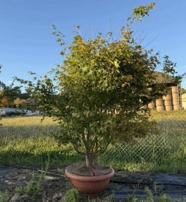 ACER PALMATUM BONSAI TÁLBAN K70