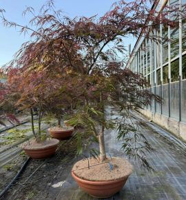 Japán juhar  ACER PALMATUM DISSECTUM INABA SHIDARE 2 TÖRZSES BONSAI TÁLBAN K50