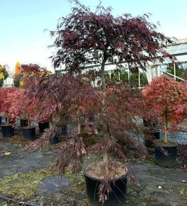 ACER PALMATUM DISSECTUM INABA SHIDARE SZÖKŐKÚT FORMA K35
