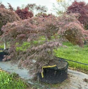 Szeldelt levelű japán juhar  ACER PALMATUM DISSECTUM GARNET …
