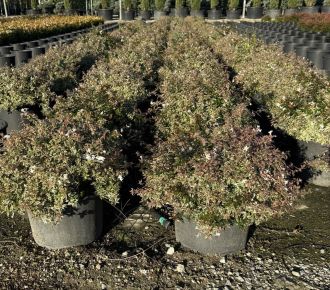 Nagyvirágú tárnicslonc  ABELIA GRANDIFLORA CONFETTI K15