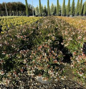 Nagyvirágú tárnicslonc  ABELIA GRANDIFLORA COMPACTA K15