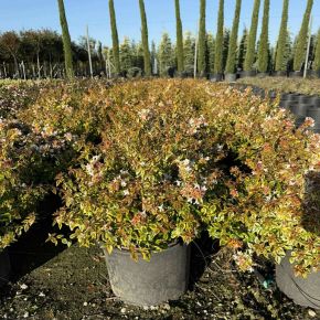 Nagyvirágú tárnicslonc  ABELIA GRANDIFLORA KALEIDOSCOPE K15