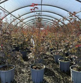 Japán juhar    ACER PALMATUM BLOODGOOD 80/100 K15