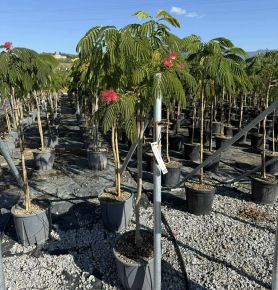 Selyemakác     ALBIZIA JULIBRISSIN OMBRELLA T1/2 K15