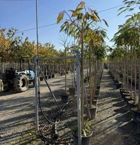 Selyemakác     ALBIZIA JULIBRISSIN OMBRELLA T200 6/8 K18