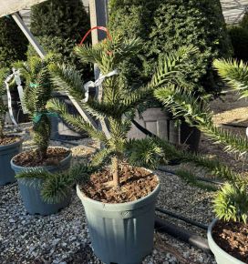 Chilei fenyő   ARAUCARIA ARAUCANA 50/60 K18