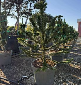 Chilei fenyő   ARAUCARIA ARAUCANA 90/100 K30