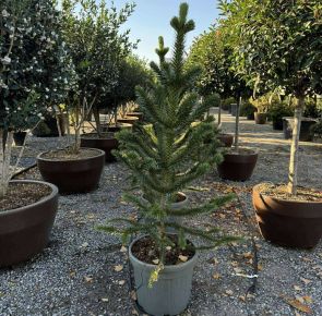 Chilei fenyő   ARAUCARIA ARAUCANA 140/150 K35