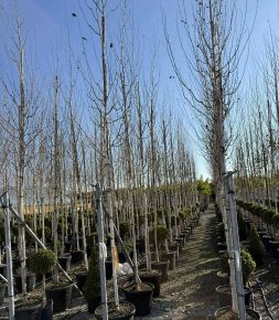 Himalájai nyír BETULA UTILIS JACQUEMONTII T200 8/10 K30