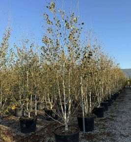 Himalájai nyír BETULA UTILIS JACQUEMONTII TÖBBTÖRZSES 400/450 K160