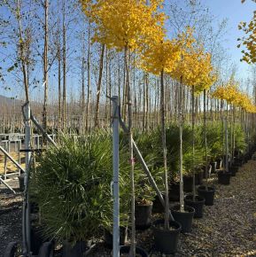 Páfrányfenyő    GINKGO BILOBA FASTIGIATA BLAGON T200 8/10 K30