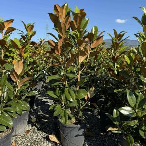Örökzöld liliomfa    MAGNOLIA GRANDIFLORA GALISSONIENSIS 80/100 K18