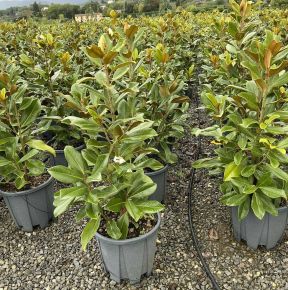 Örökzöld liliomfa    MAGNOLIA GRANDIFLORA GALISSONIENSIS PRAECOX 100/+ K18