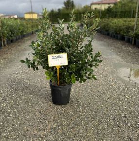 Mirtuszdió  ACCA SELLOWIANA K9