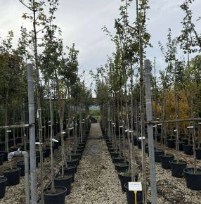 Mezei juhar ACER CAMPESTRE T200 6/8 K30