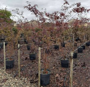 Japán juhar    ACER PALMATUM BLOODGOOD 100/150 K25