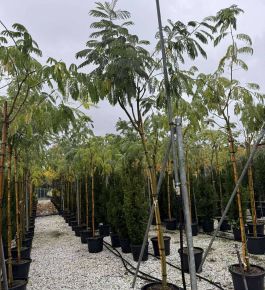 Selyemakác  ALBIZIA JULIBRISSIN T200 10/12 K45