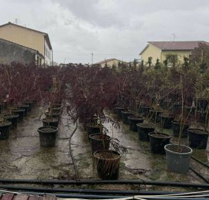 Selyemakác      ALBIZIA JULIBRISSIN SUMMER CHOCOLATE 120/150 K45