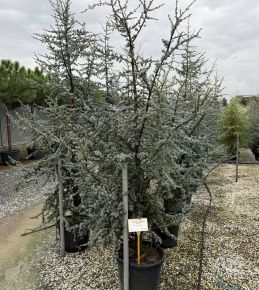 Atlasz cédrus  CEDRUS ATLANTICA GLAUCA 200/250 K45