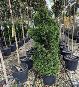 Hinoki hamisciprus CHAMAECYPARIS OBTUSA NANA GRACILIS 100/120 K25