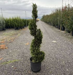 Arany lombú leyland ciprus  CUPRESSOCYPARIS LEYLANDII CASTLEWELLAN GOLD SPIRÁL 80/+ K9