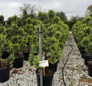 Arany lombú leyland ciprus  CUPRESSOCYPARIS LEYLANDII CASTLEWELLAN GOLD POM-PON 100/120 K25