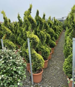 Arany lombú leyland ciprus  CUPRESSOCYPARIS LEYLANDII GOLD RIDER SPIRÁL 150/175 K25