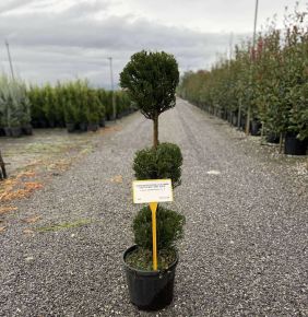 Leyland ciprus  CUPRESSOCYPARIS LEYLANDII 3 GÖMB 80/+ K9