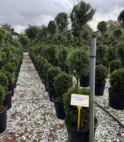 Leyland ciprus  CUPRESSOCYPARIS LEYLANDII 3 GÖMB 100/120 K25