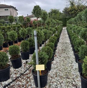 Leyland ciprus  CUPRESSOCYPARIS LEYLANDII 3 GÖMB 120/140 K25