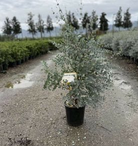 Havasi eukaliptusz  EUCALYPTUS GUNNII AZURA 40/60/+ K9