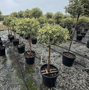 Közönséges magyal    ILEX AQUIFOLIUM ARGENTEOMARGINATA T1/2 K35