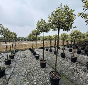 Közönséges magyal    ILEX AQUIFOLIUM ARGENTEOMARGINATA T3/4 K35