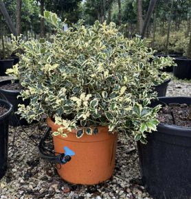 Közönséges magyal    ILEX AQUIFOLIUM ARGENTEOMARGINATA GÖMB 40/50 K20