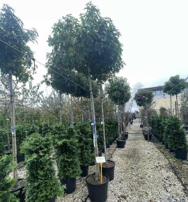 Amerikai ámbrafa  LIQUIDAMBAR STYRACIFLUA GUMBALL T200 10/12 K30