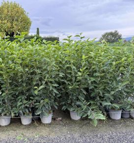 Nagyvirágú liliomfa    MAGNOLIA GEORGE HENRY KERN 80/100 K9