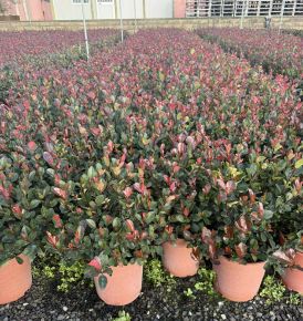 Örökzöld korallberkenye    PHOTINIA FRASERI CHICO 20/40 K9