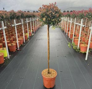 Örökzöld korallberkenye    PHOTINIA FRASERI CHICO T1/2 K9