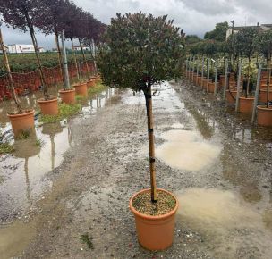 Örökzöld korallberkenye    PHOTINIA FRASERI CHICO T1/2 K18