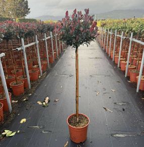 Örökzöld korallberkenye    PHOTINIA FRASERI LITTLE RED ROBIN T1/2 K9