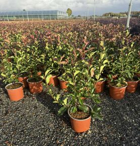 Örökzöld korallberkenye    PHOTINIA FRASERI MAGICAL VULCANO K3