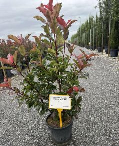 Örökzöld korallberkenye    PHOTINIA FRASERI MAGICAL VULCANO 60/+ K9