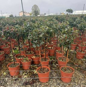 Örökzöld korallberkenye    PHOTINIA FRASERI MAGICAL VULCANO T1/4 K7