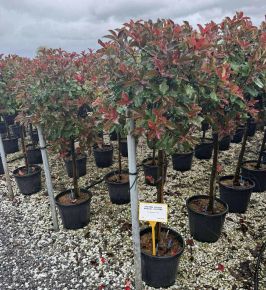 Örökzöld korallberkenye    PHOTINIA FRASERI MAGICAL VULCANO T1/2 K18