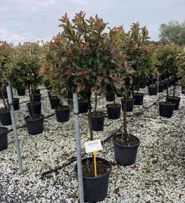 Örökzöld korallberkenye    PHOTINIA FRASERI MAGICAL VULCANO T1/2 K30