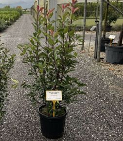 Örökzöld korallberkenye    PHOTINIA FRASERI RED ROBIN 120/140 K18