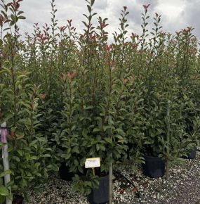 Örökzöld korallberkenye    PHOTINIA FRASERI RED ROBIN 175/200 K35